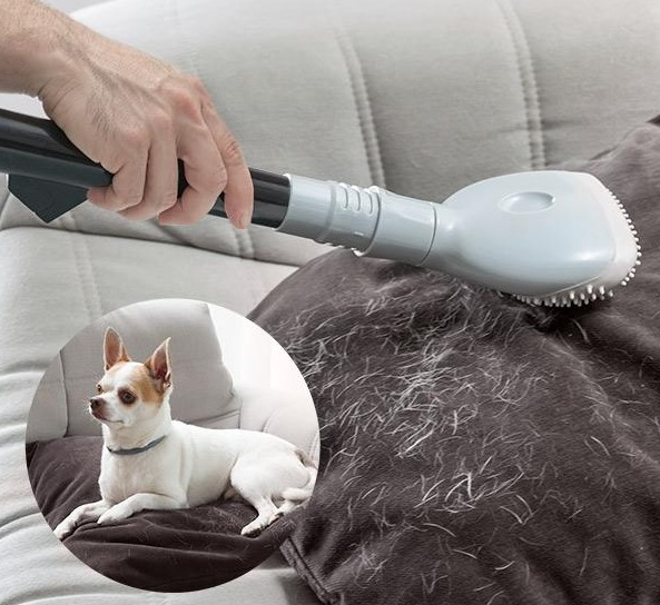 Eine Hand, die einen Tierhaarstaubsauger auf einem Sofa benutzt. Ein Hund ist in einem Kreis.