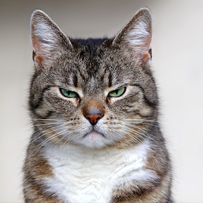 Nahaufnahme einer getigerten Katze mit grünen Augen, die den Betrachter ansieht. Cremefarbener Hintergrund.