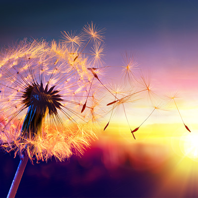 Nahaufnahme einer Pusteblume vor einem Sonnenuntergang.