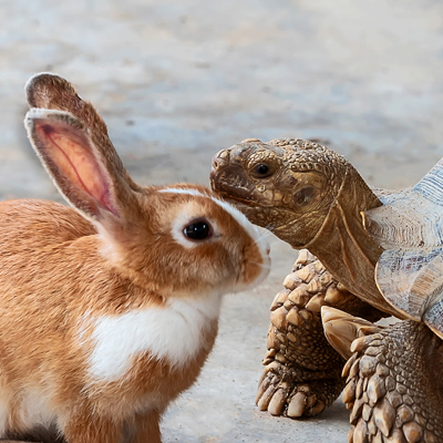 Ein Hase und eine Schildkröte stehen sich im Nahkampf gegenüber, der Hase links.