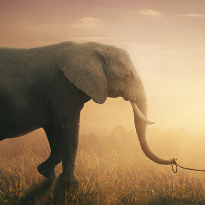 Ein Elefant, der im hohen Gras steht, mit Sonnenuntergang im Hintergrund.
