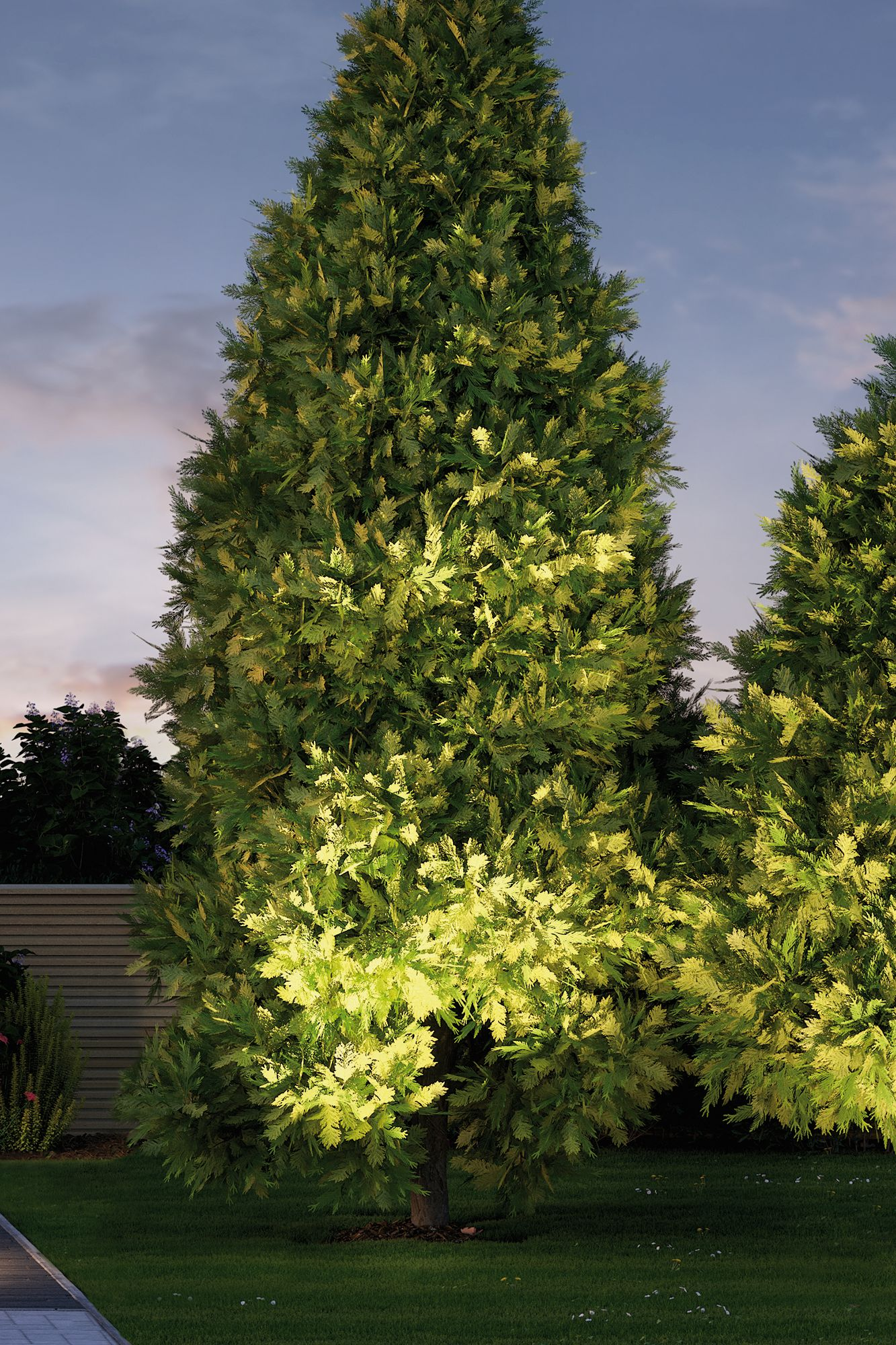 Wysokie zielone drzewa oświetlone nocą światłami, z trawnikiem.