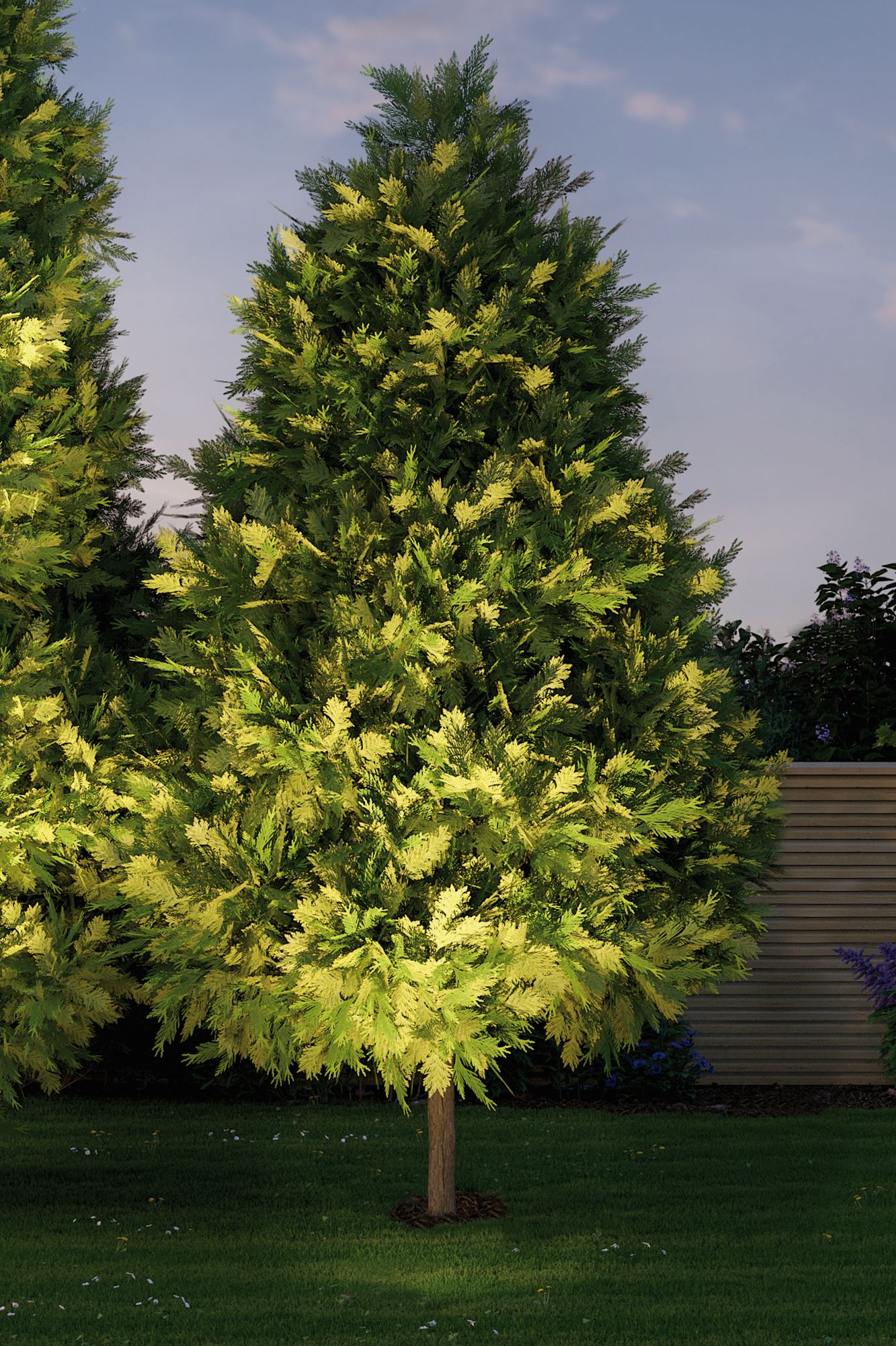 Dwa wysokie drzewa z zielono-żółtymi liśćmi, oświetlone w nocy, na tle błękitnego nieba.