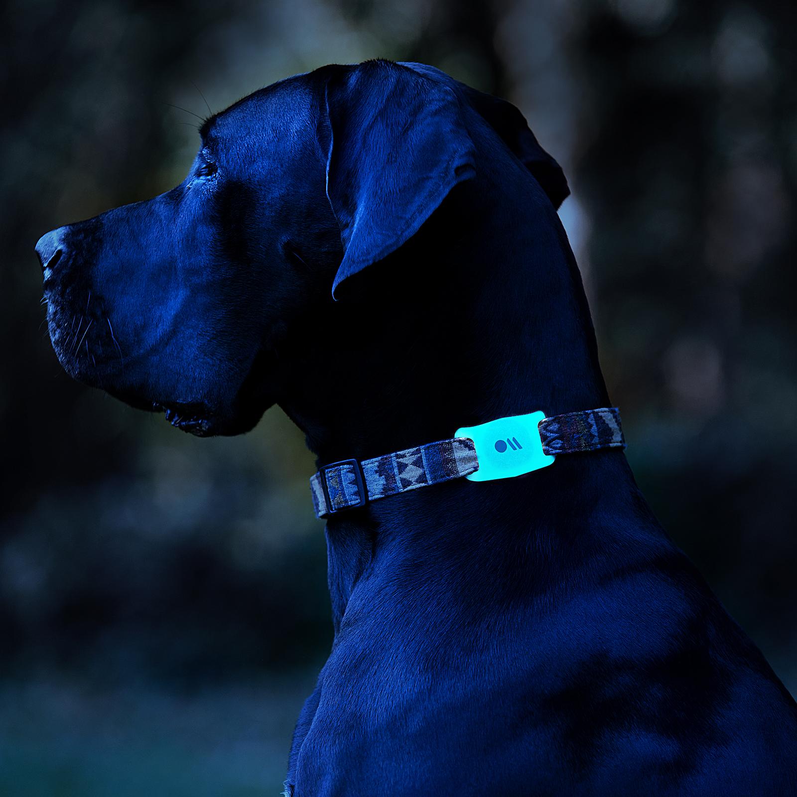 Leuchtendes AirTags Hundehalsband CASE-MATE für Halterung