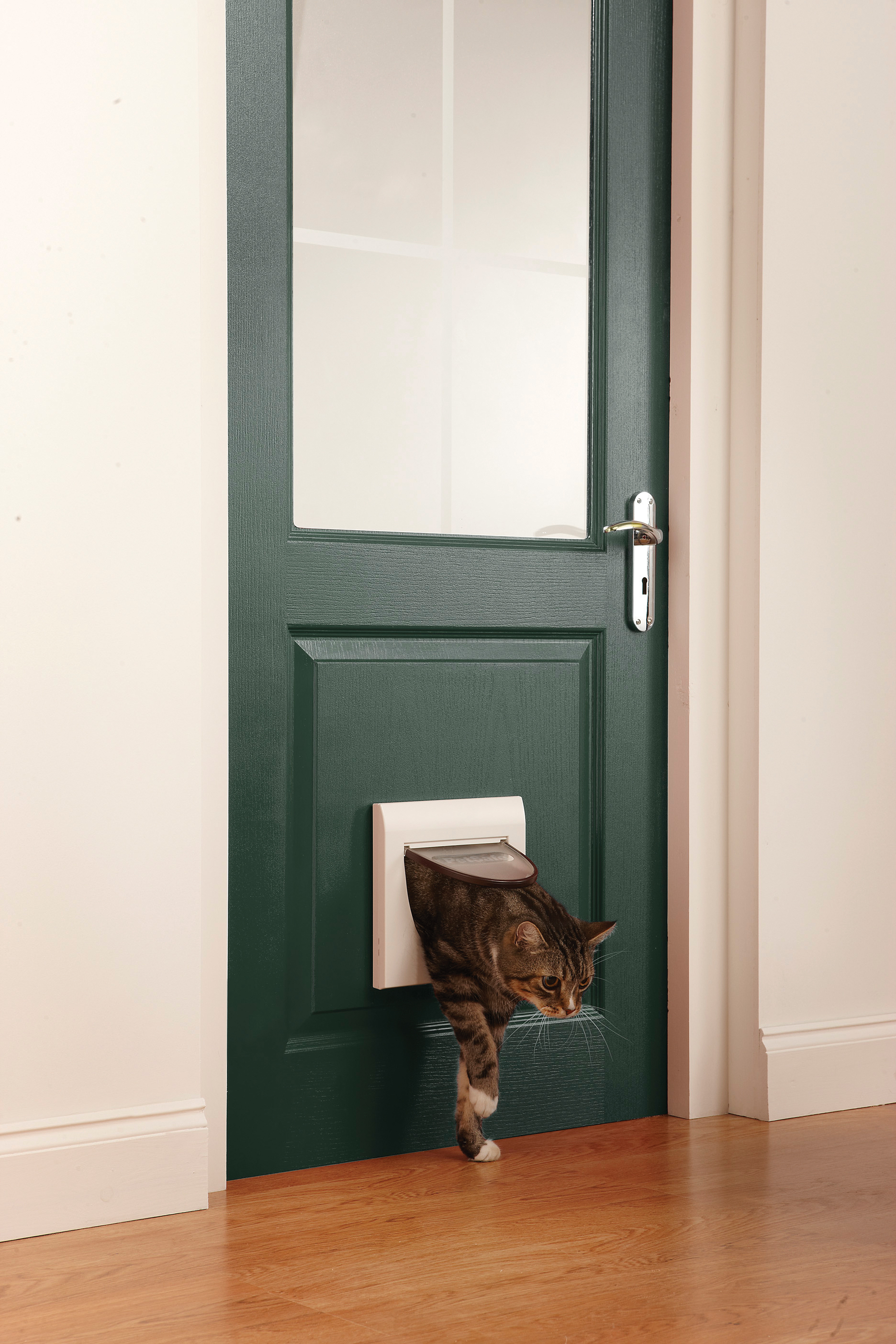 Eine Katze verlässt eine Katzentür in einer grünen Tür mit weißem Rahmen.