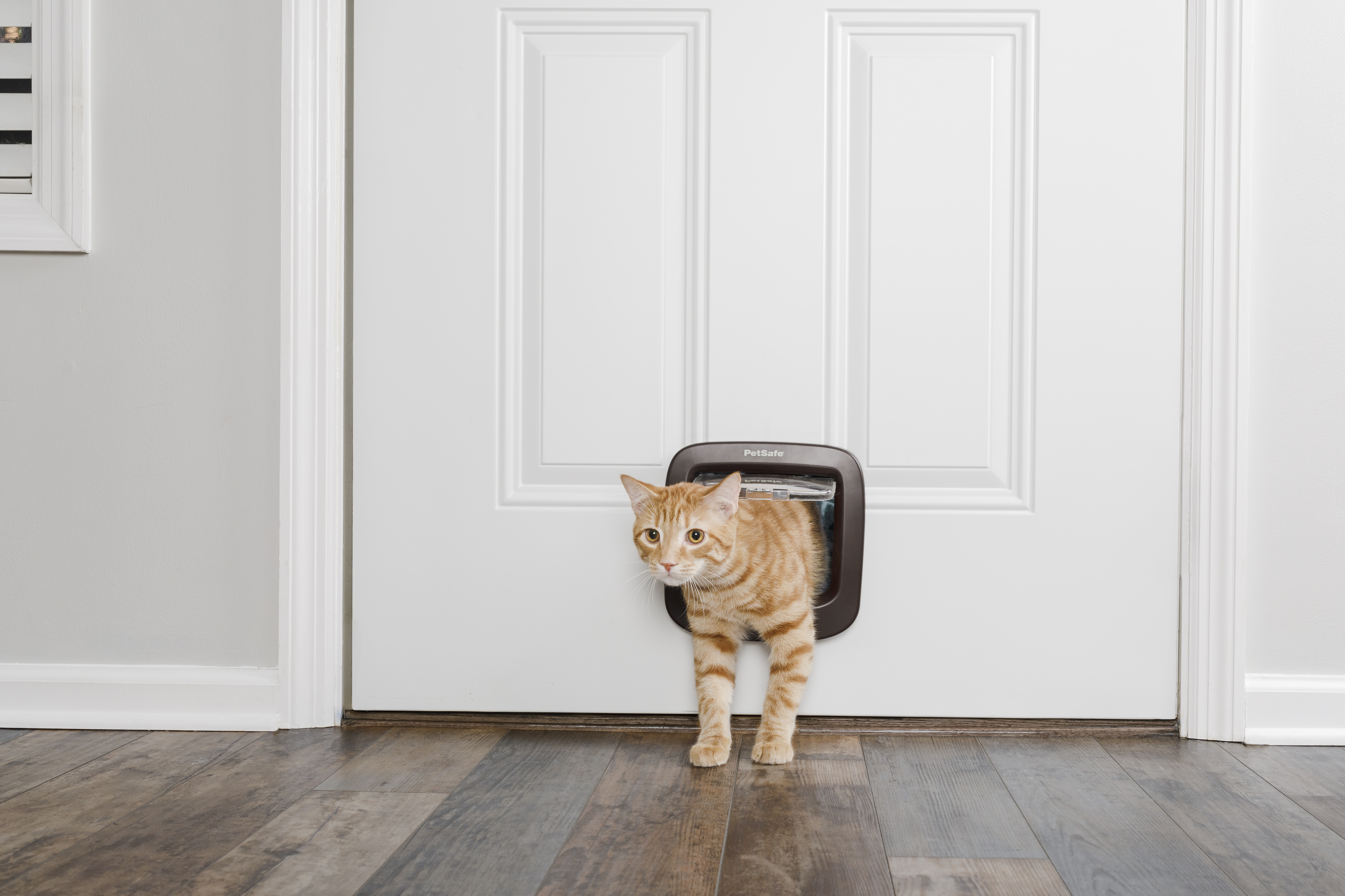 Orangefarbene Tabby-Katze, die durch eine Katzenklappe in einer weißen Tür kommt, auf einem Holzboden stehend.