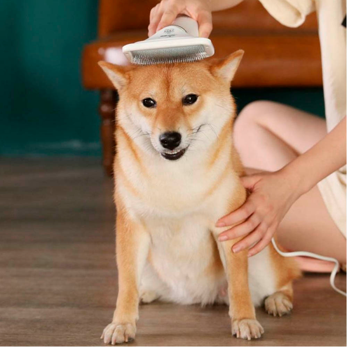 Un perro Shiba Inu siendo cepillado por una persona. El perro está mirando a la cámara.