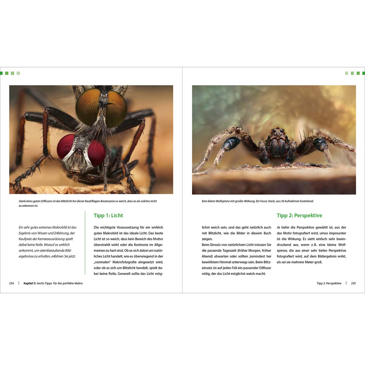 Nahaufnahmen von Insekten und Spinnen, mit Text auf Deutsch, aus einem Buch.