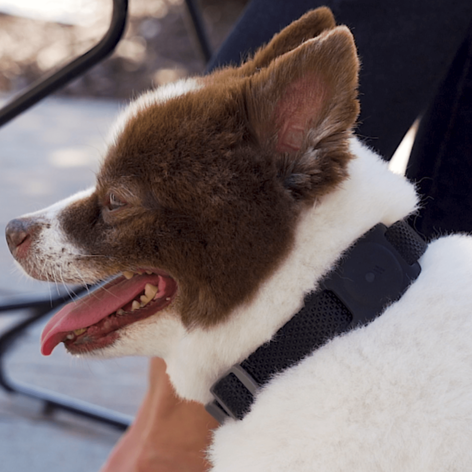CASE-MATE Hundehalsband für AirTags Halterung