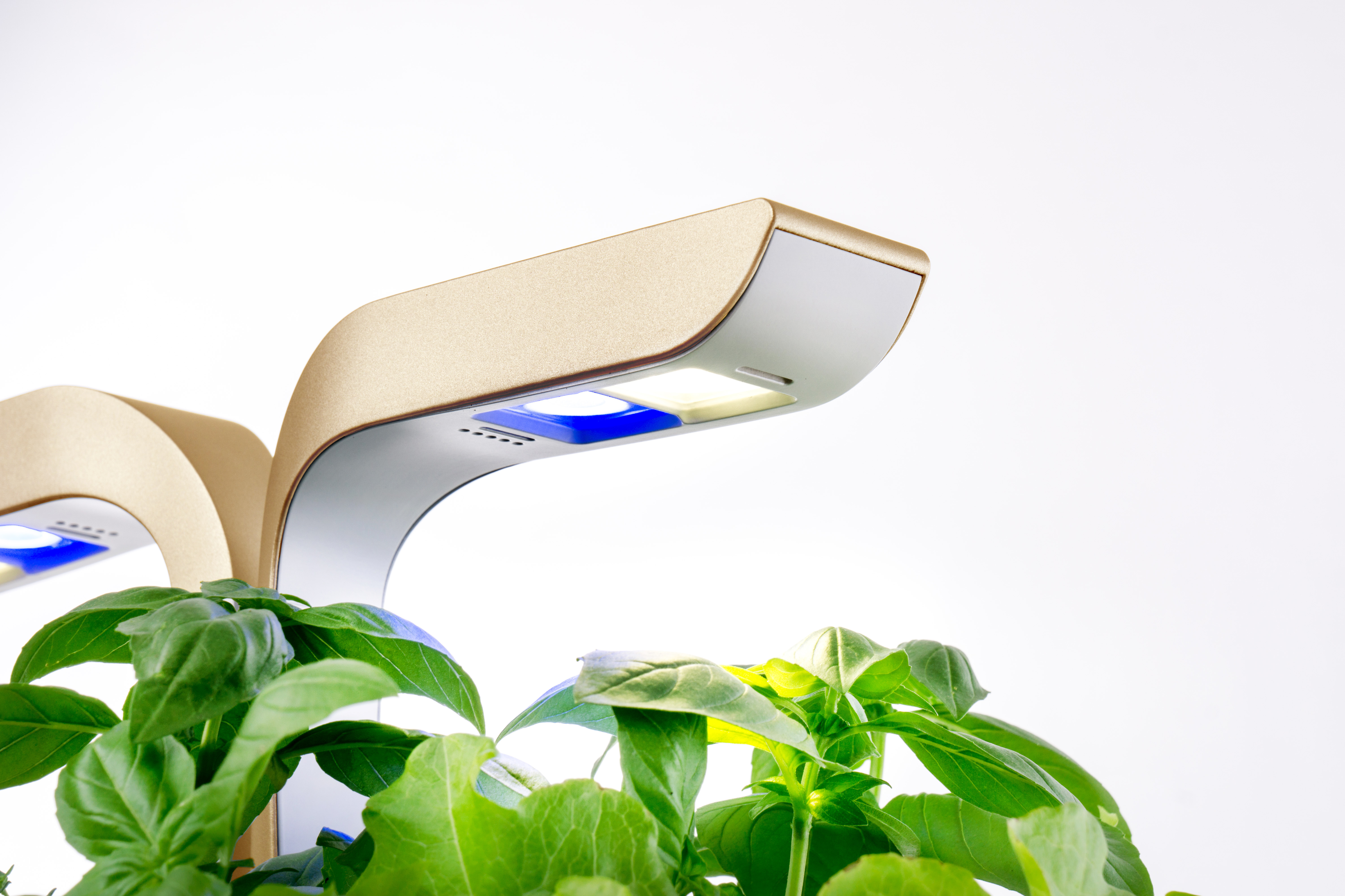 Zwei goldfarbene Wachstumslampen über grünen Pflanzen. Die Lampen haben ein modernes Design.