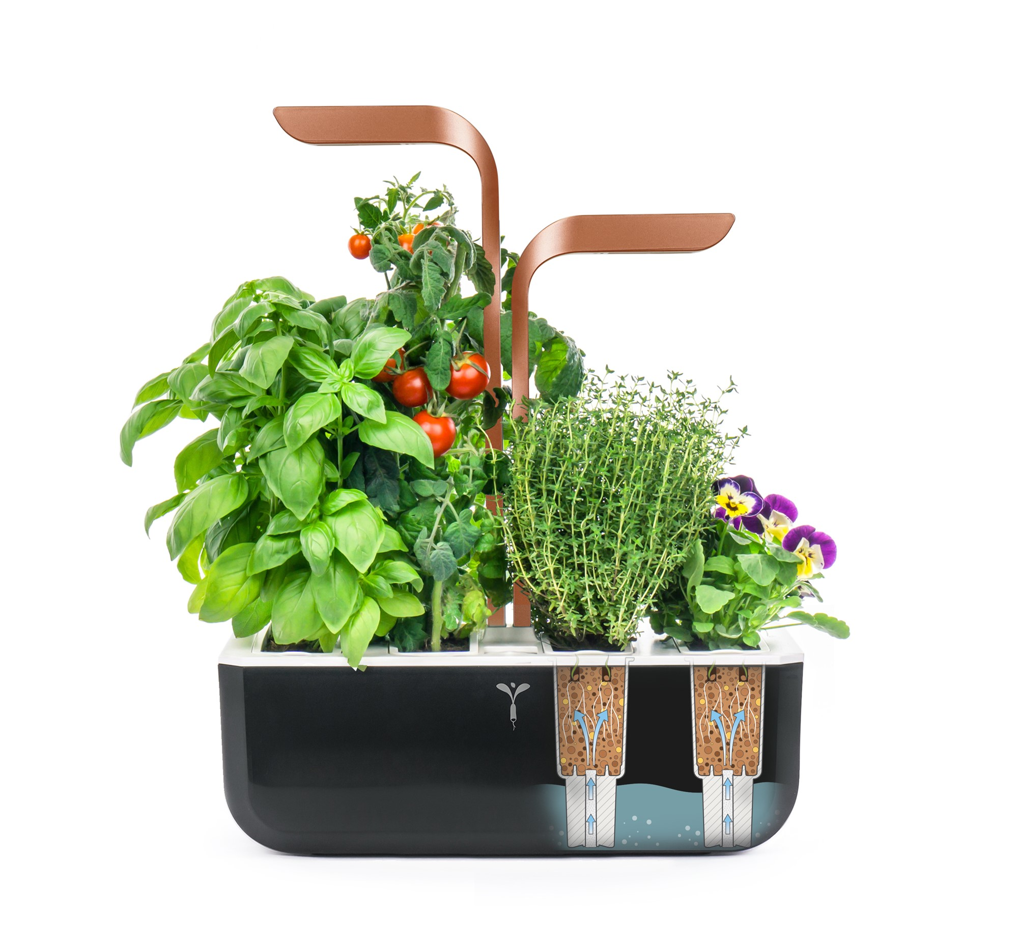 Ein Hydrokultur-Garten mit verschiedenen Pflanzen. Er hat Basilikum, Tomaten, Thymian und Stiefmütterchen. Das Licht ist kupferfarben.
