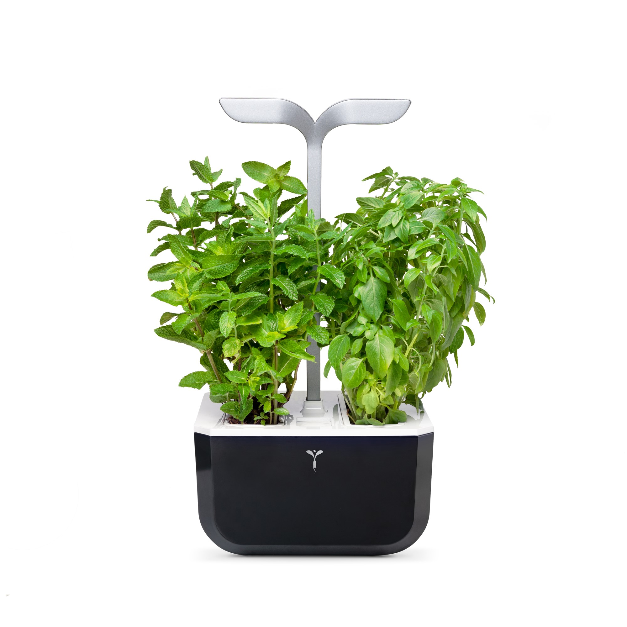 Un giardino interno in bianco e nero con piante. Le piante sono menta e basilico. È su sfondo bianco.