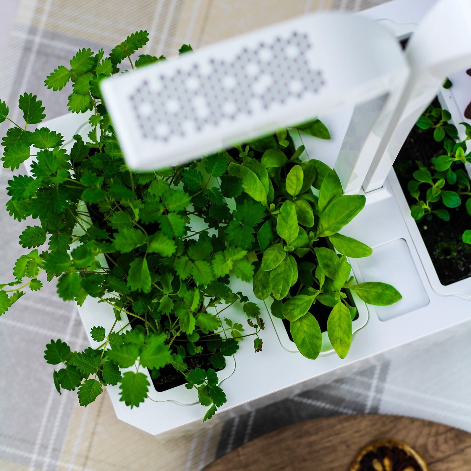 Indoor-Kräutergarten mit wachsenden Pflanzen unter einer weißen LED-Leuchte.
