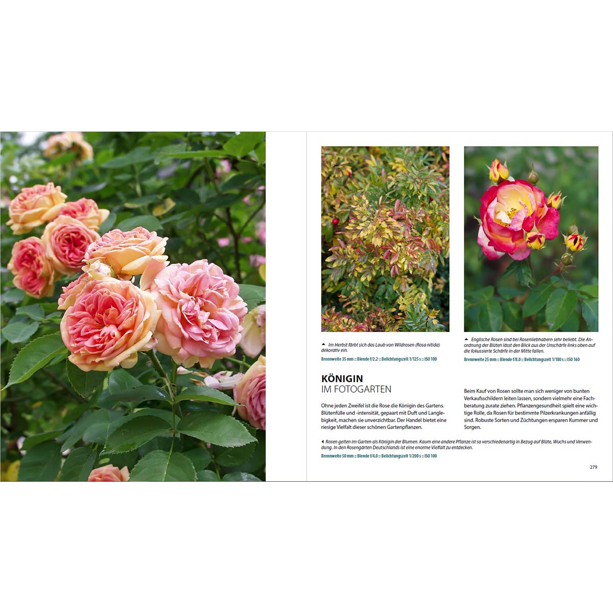 Nahaufnahme einer Seite aus einem Buch über Rosen. Die Seite zeigt Rosen in verschiedenen Stadien.