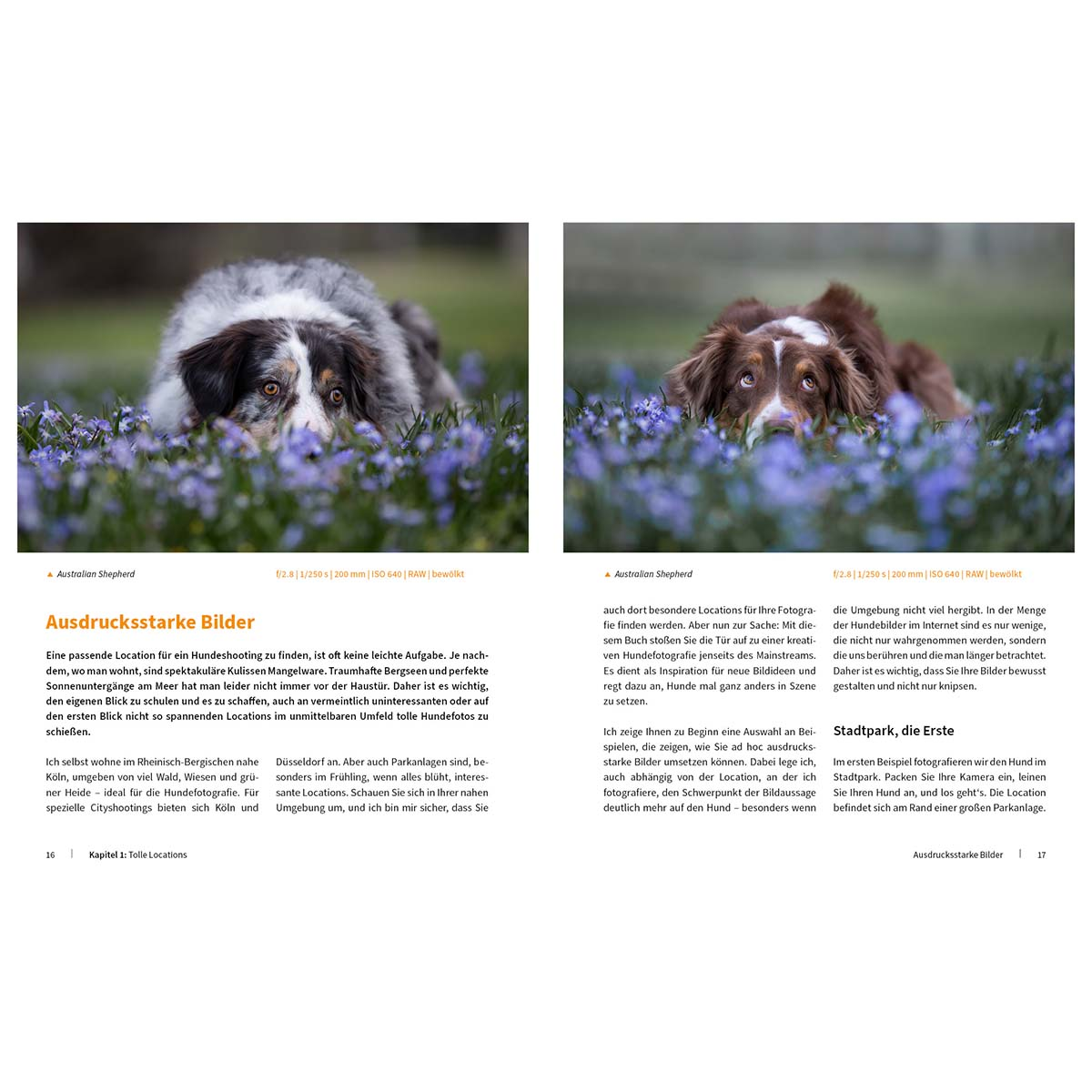 Zwei Hunde mit blauen Blumen im Hintergrund und Text links.