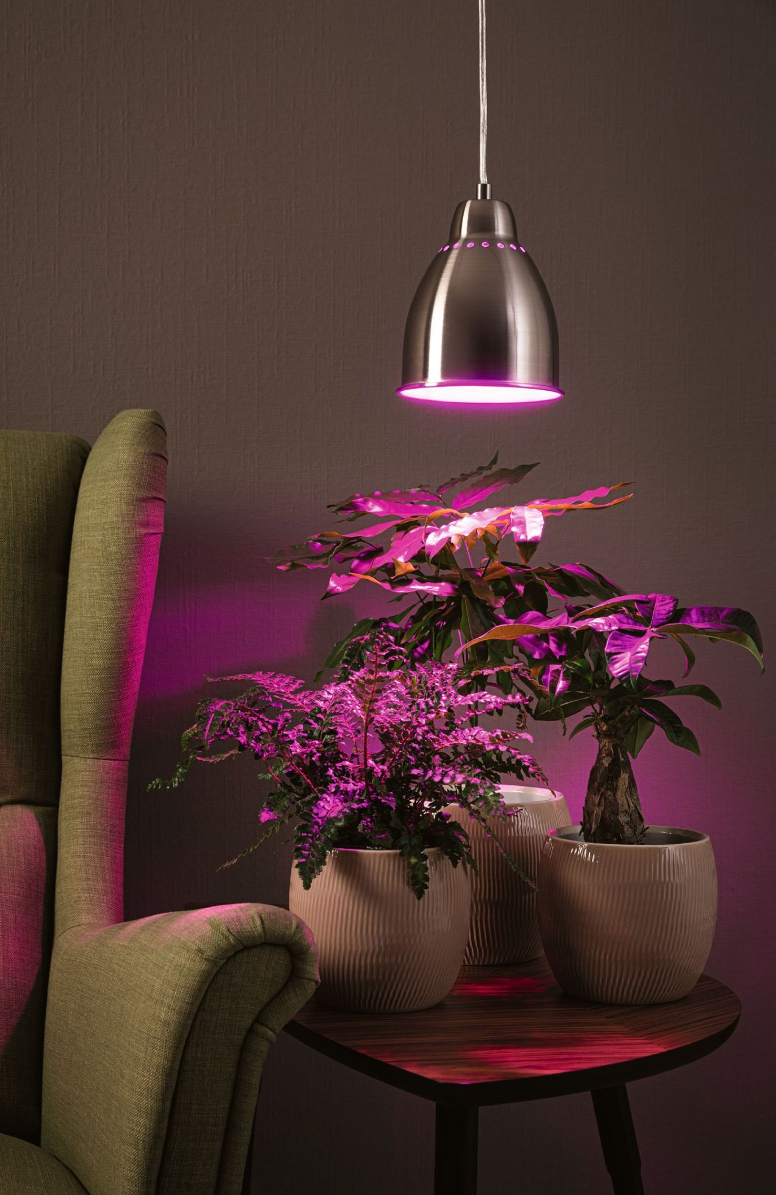 Piante in vaso sotto un lampadario.