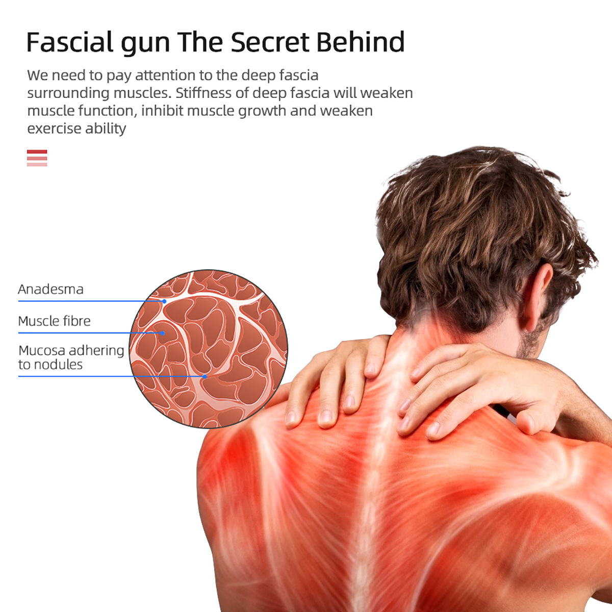 La imagen muestra la espalda de un hombre con estructura muscular visible y un diagrama anatómico.