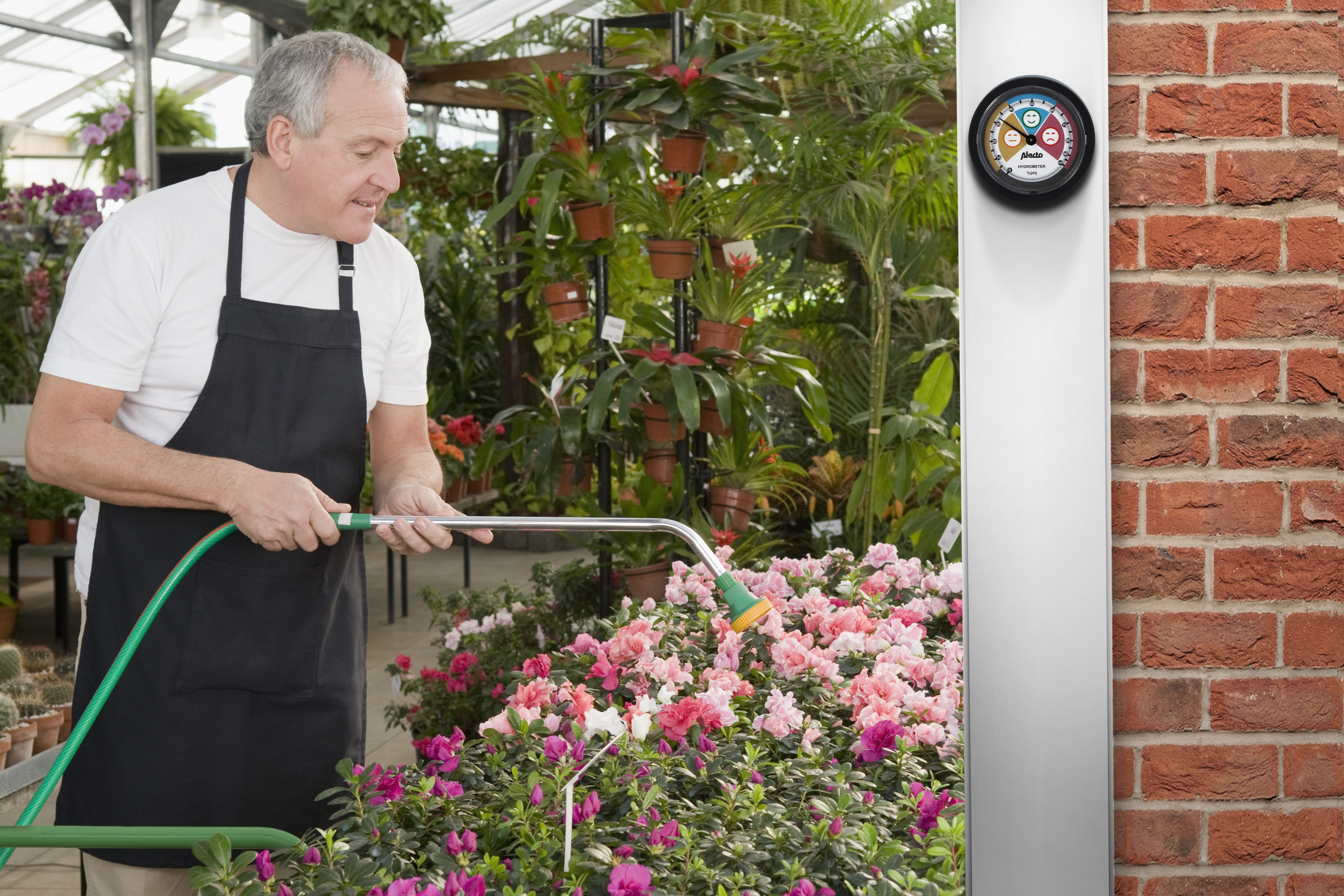 Man in apron watering flowers with a hose in a greenhouse, next to a brick wall with a weather station.