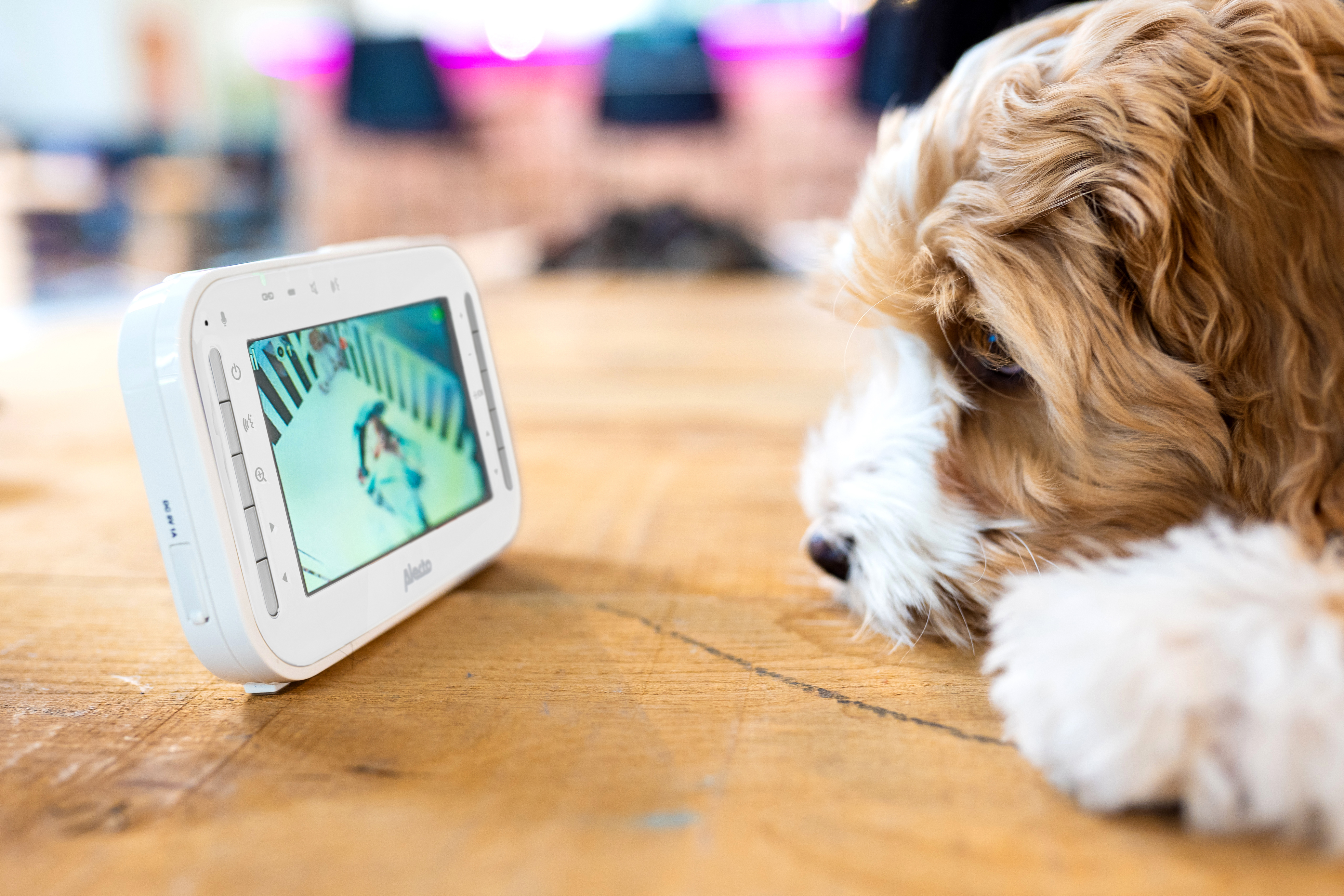 Ein Hund, der einen Babyphone-Monitor ansieht, der ein Baby in einem Kinderbett zeigt.