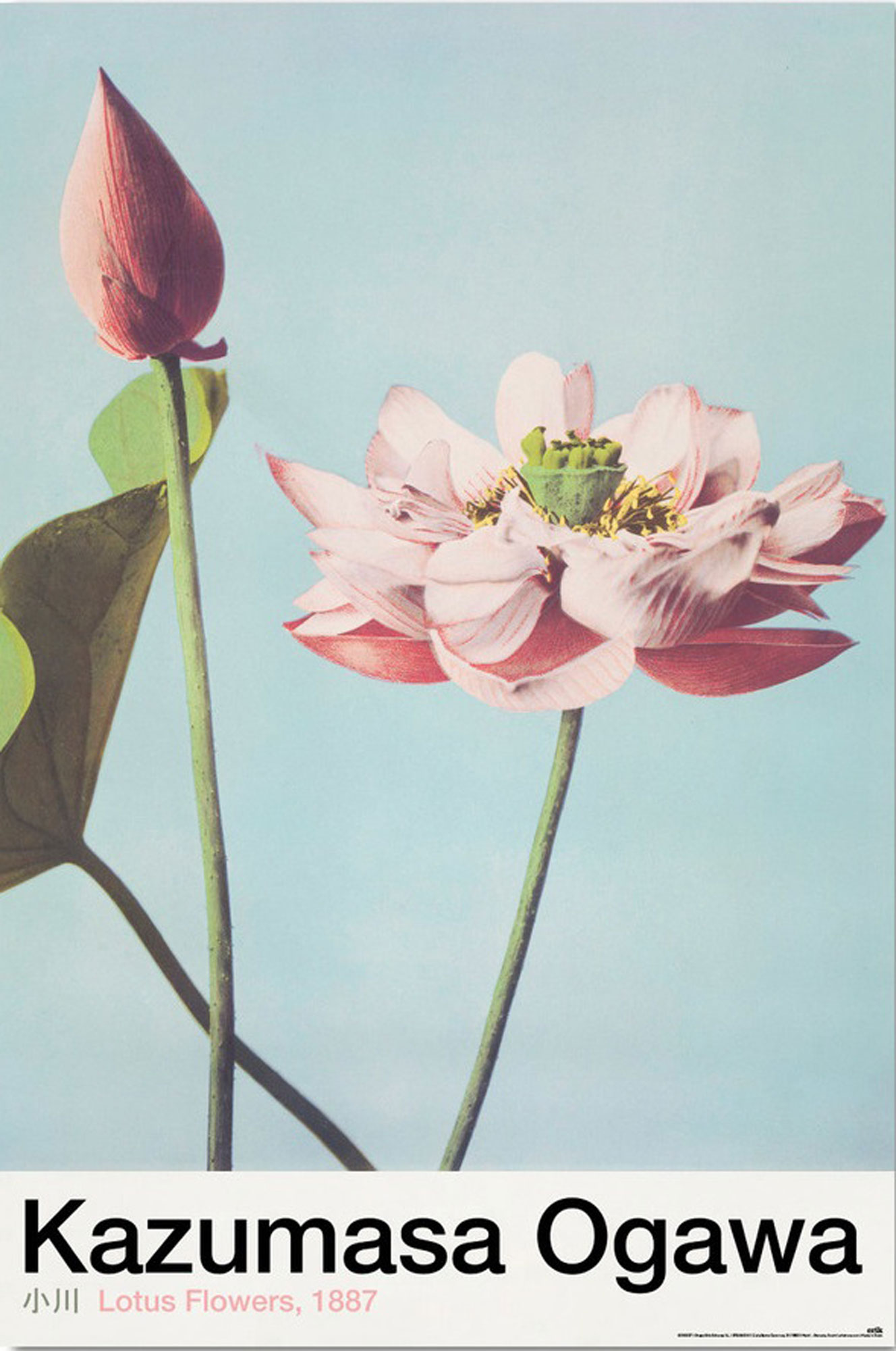 Lotus Kazumasa - Flowers Ogawa,