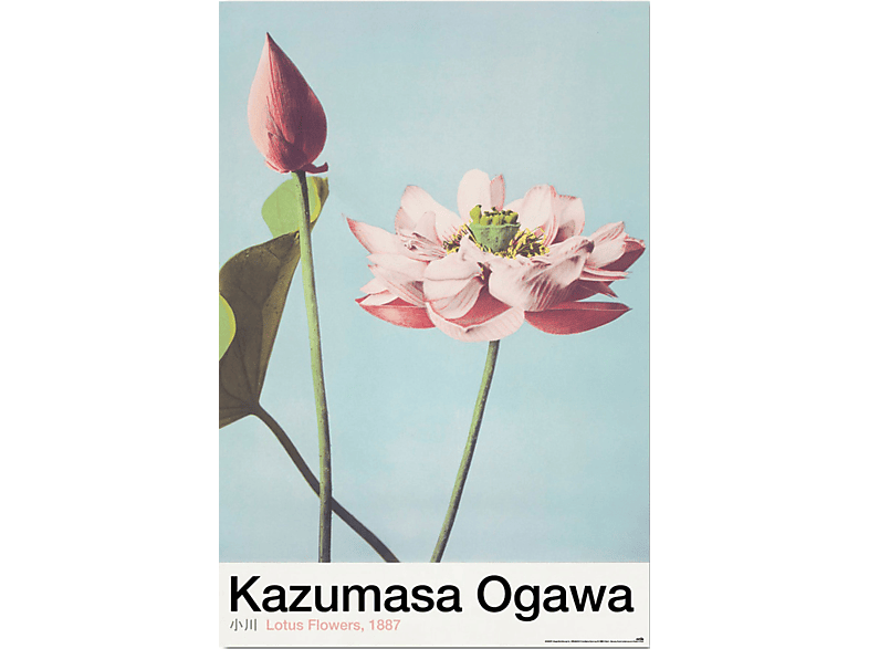 Ogawa, Kazumasa - Lotus Flowers