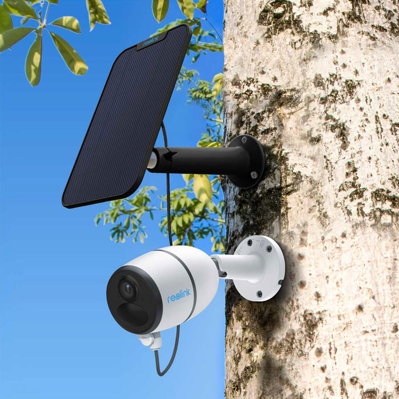 Eine weiße und schwarze Überwachungskamera mit Solarpanel an einem Baum, vor blauem Himmel.