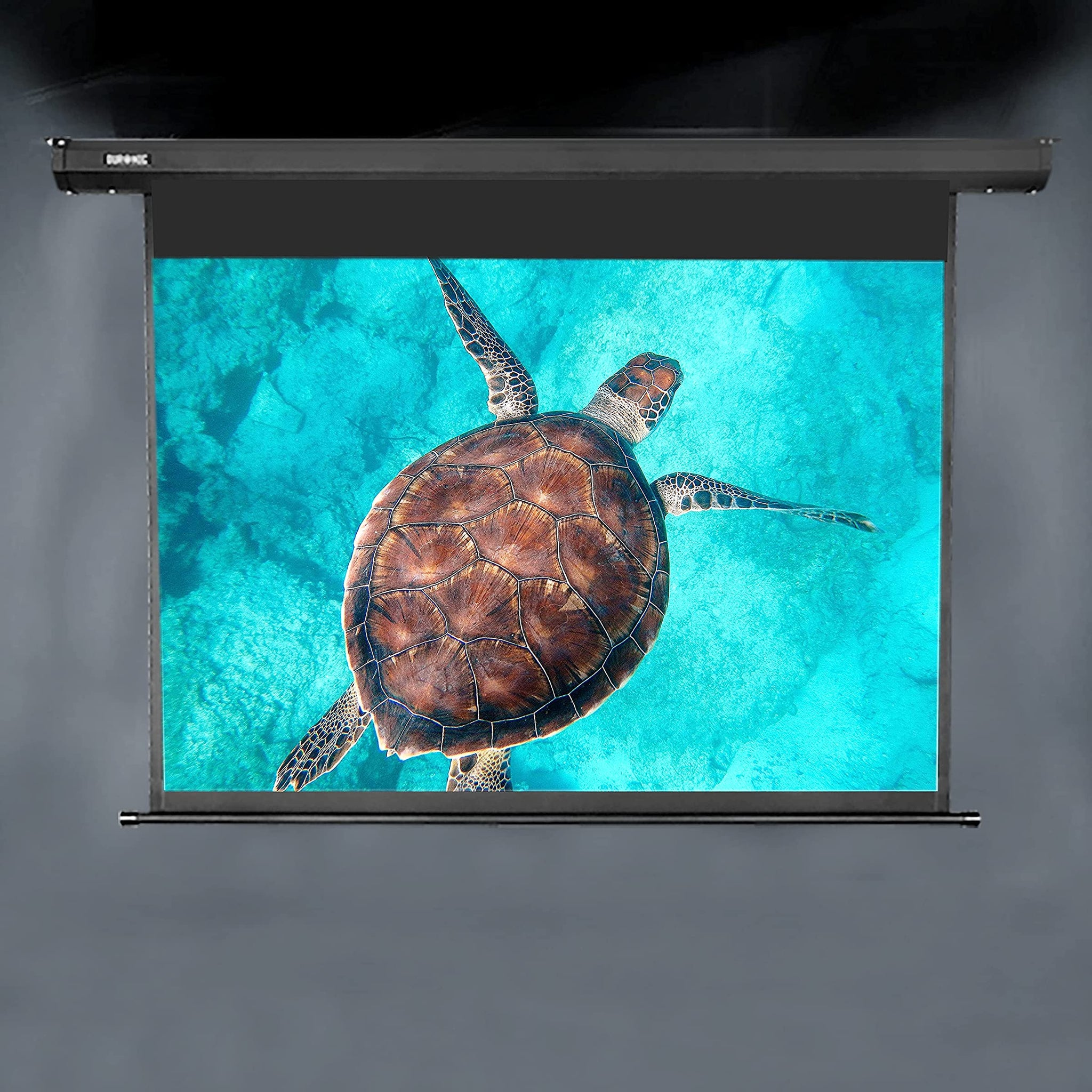 Pantalla de proyector con una tortuga marina. Fondo de agua azul.