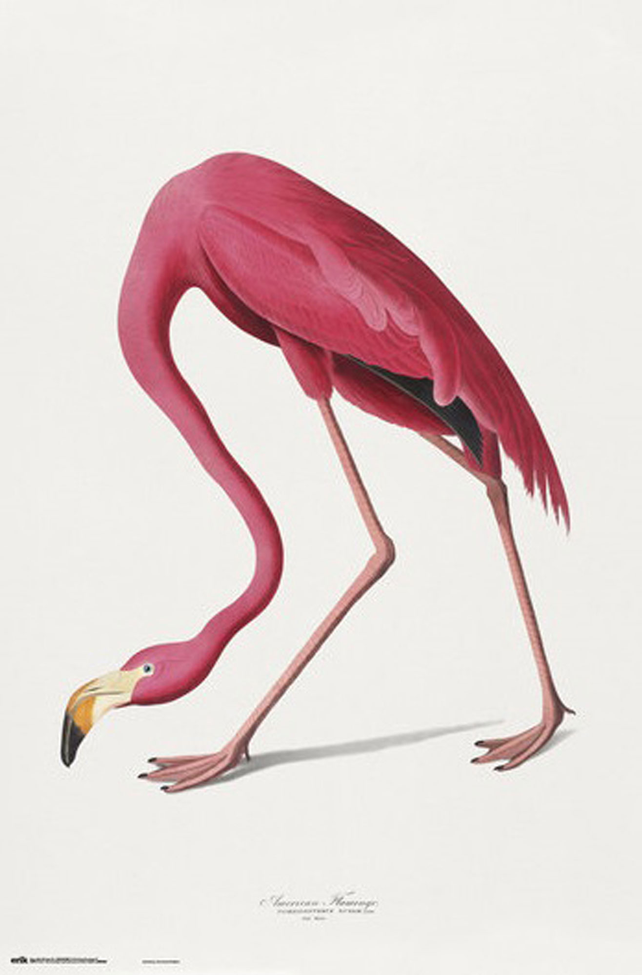 American - Flamingo