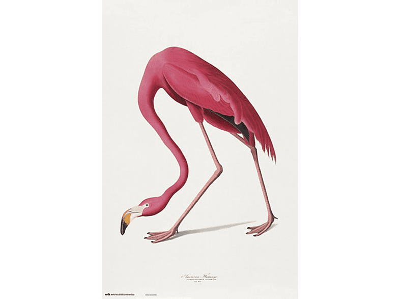 Supergünstiger Ausverkauf läuft! American - Flamingo