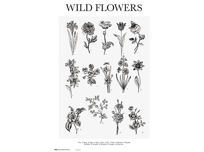 Bildung - - Flowers Educational Wild