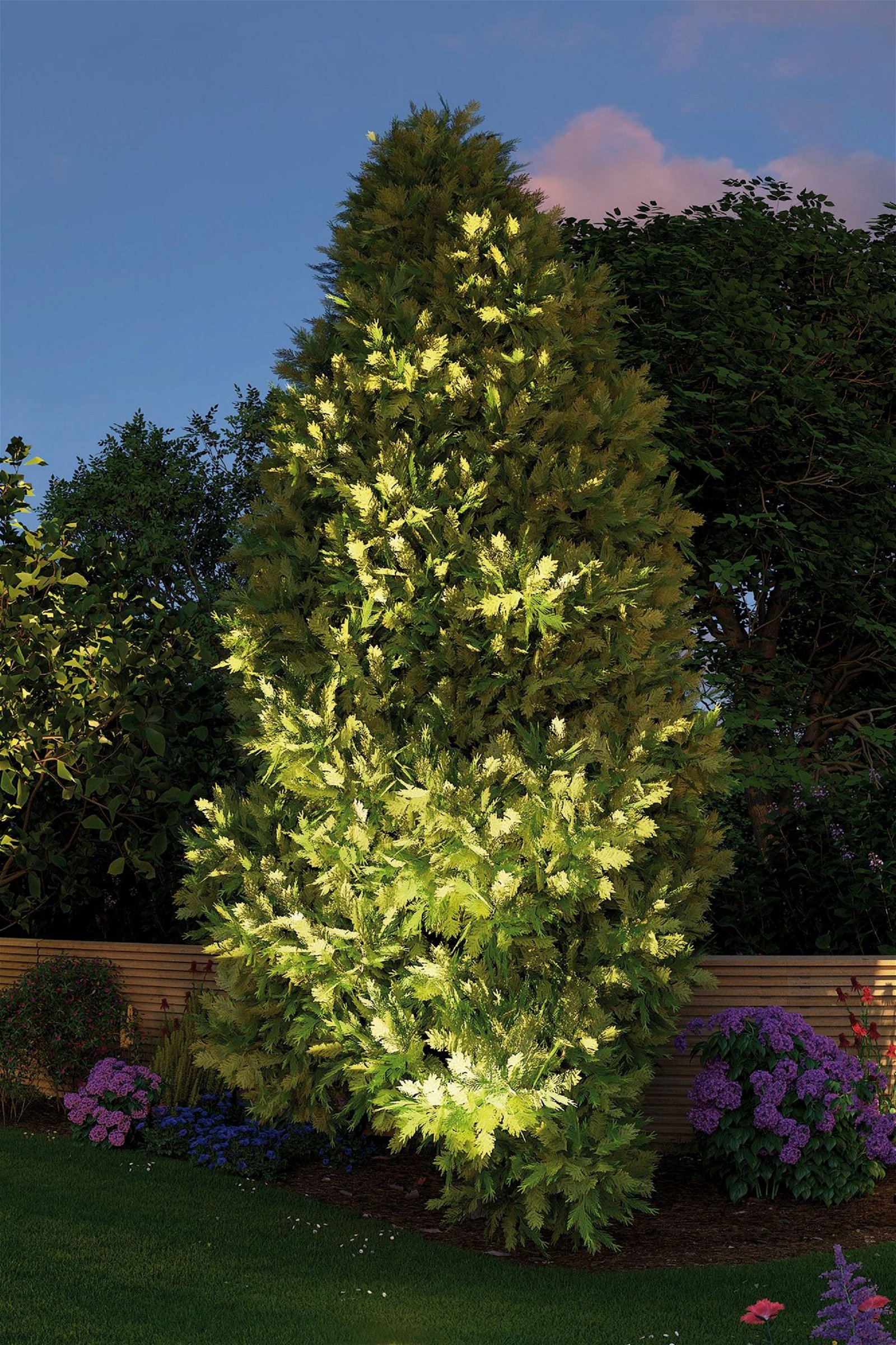 Wysokie, oświetlone drzewo z zielonymi liśćmi stoi w ogrodzie o zmierzchu.