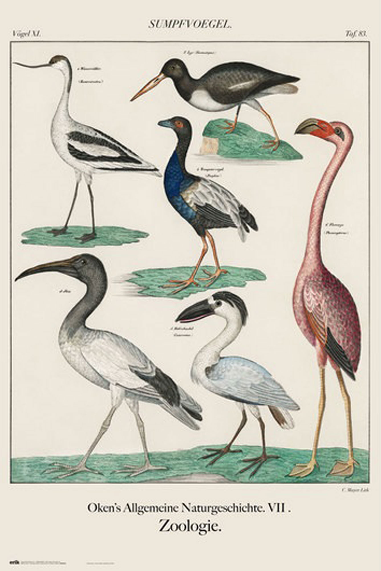 Zoologie Sumpfvögel -