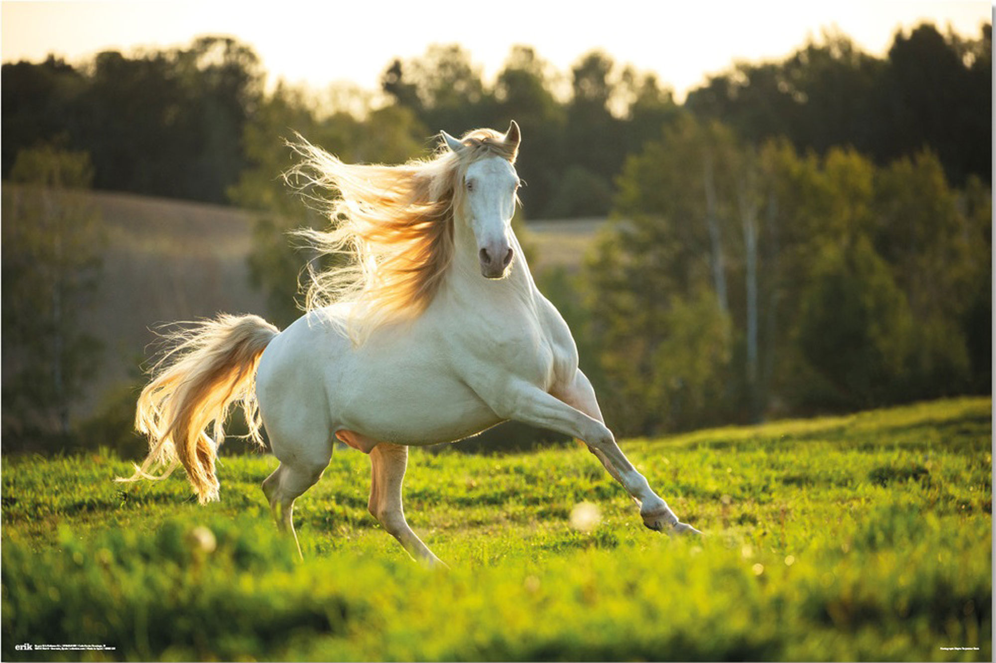 Pferde white - Horse
