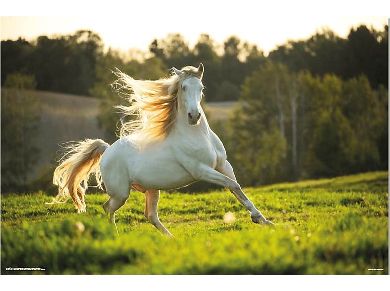 Pferde - Horse white