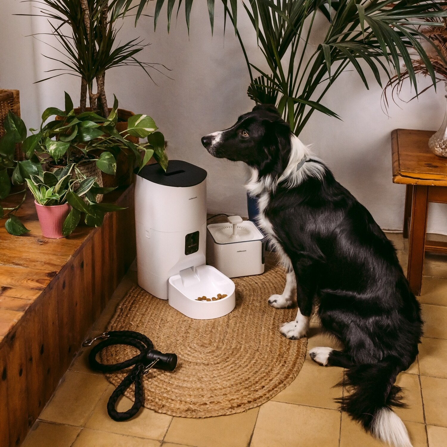 Perro blanco y negro, dispensador de comida y plantas en un ambiente luminoso.