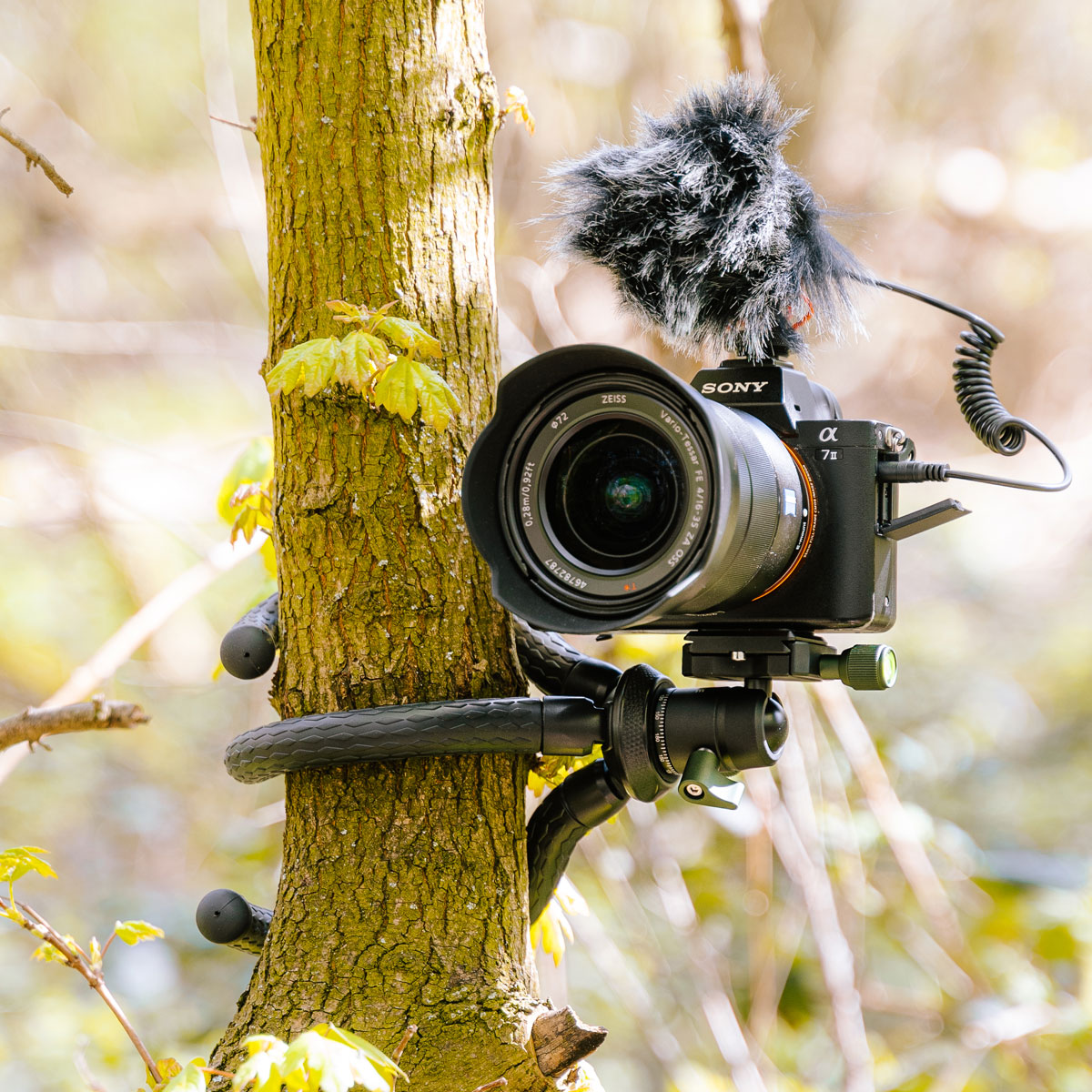 Aparat Sony na drzewie, przymocowany elastycznym statywem. Podłączony mikrofon.