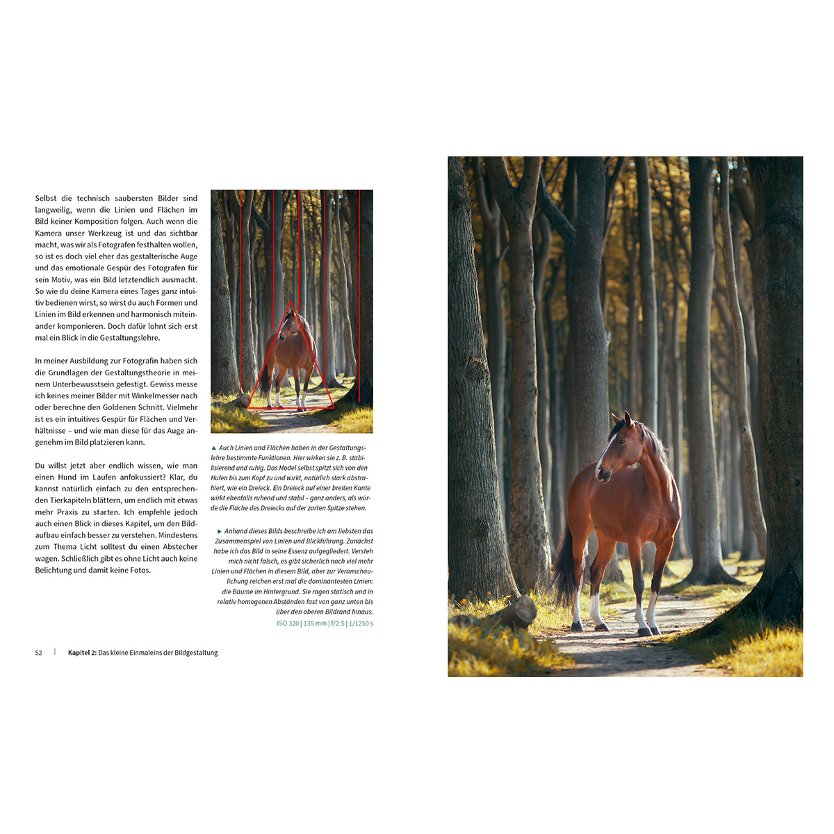 Ein Pferd in einem Wald mit einer Buchseite, Text und Illustrationen, ein Foto über Komposition.