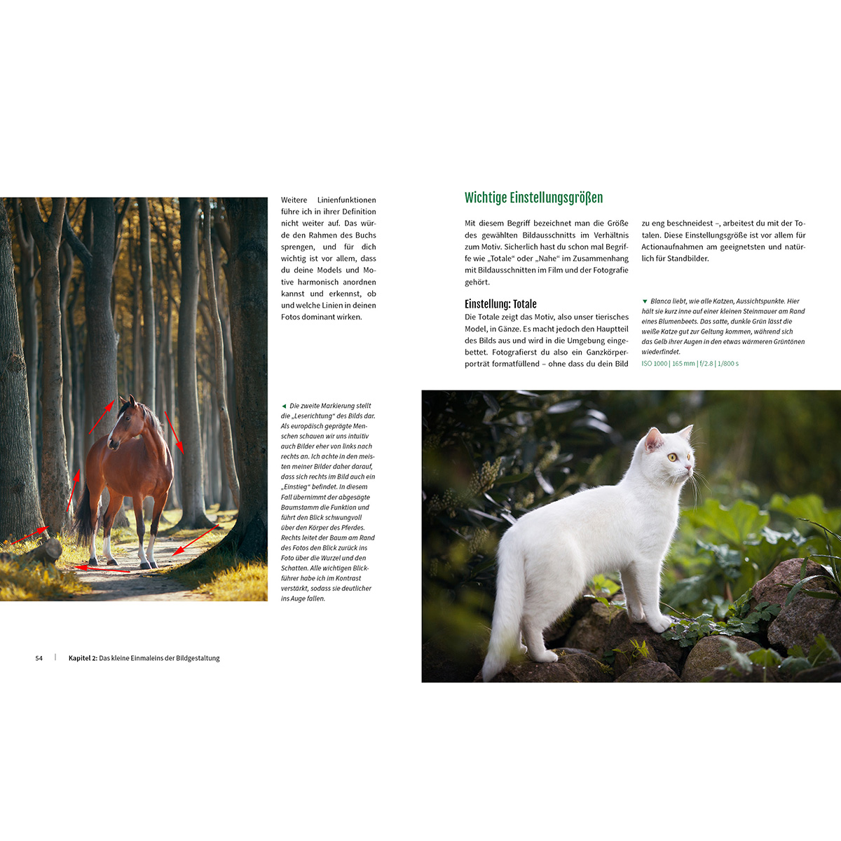 Offenes Buch mit Text und Bildern. Ein Pferd im Wald ist der Fokus. Weiße Katze rechts.