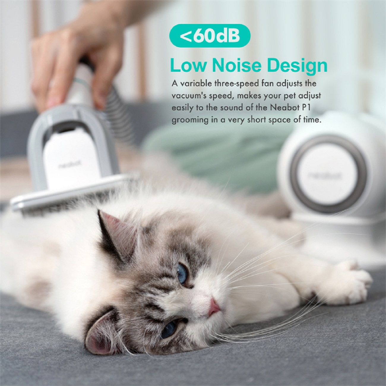 Eine flauschige Katze wird mit einer Bürste gepflegt. Eine weiß-graue Katze. Grauer Hintergrund.