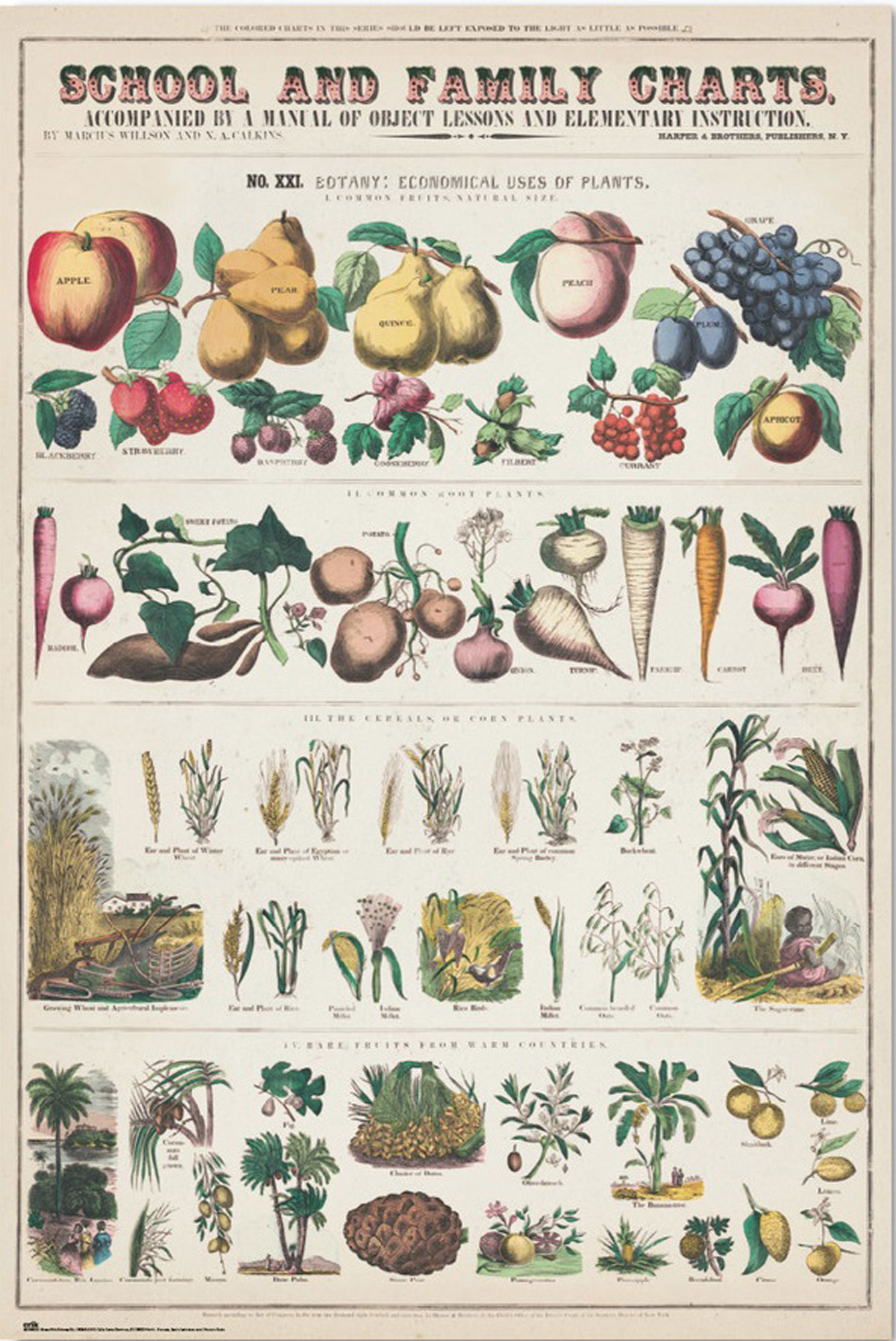 Educational Vegetables and Fruits -