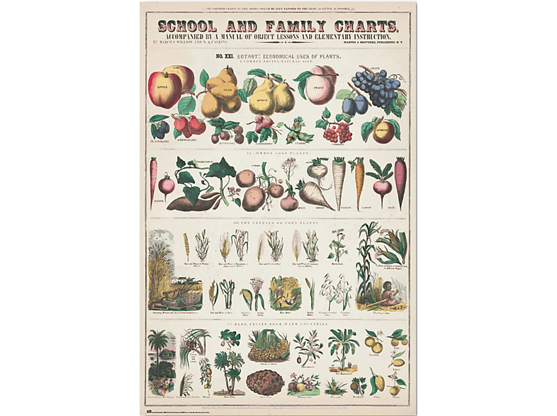 Educational - Fruits and Vegetables