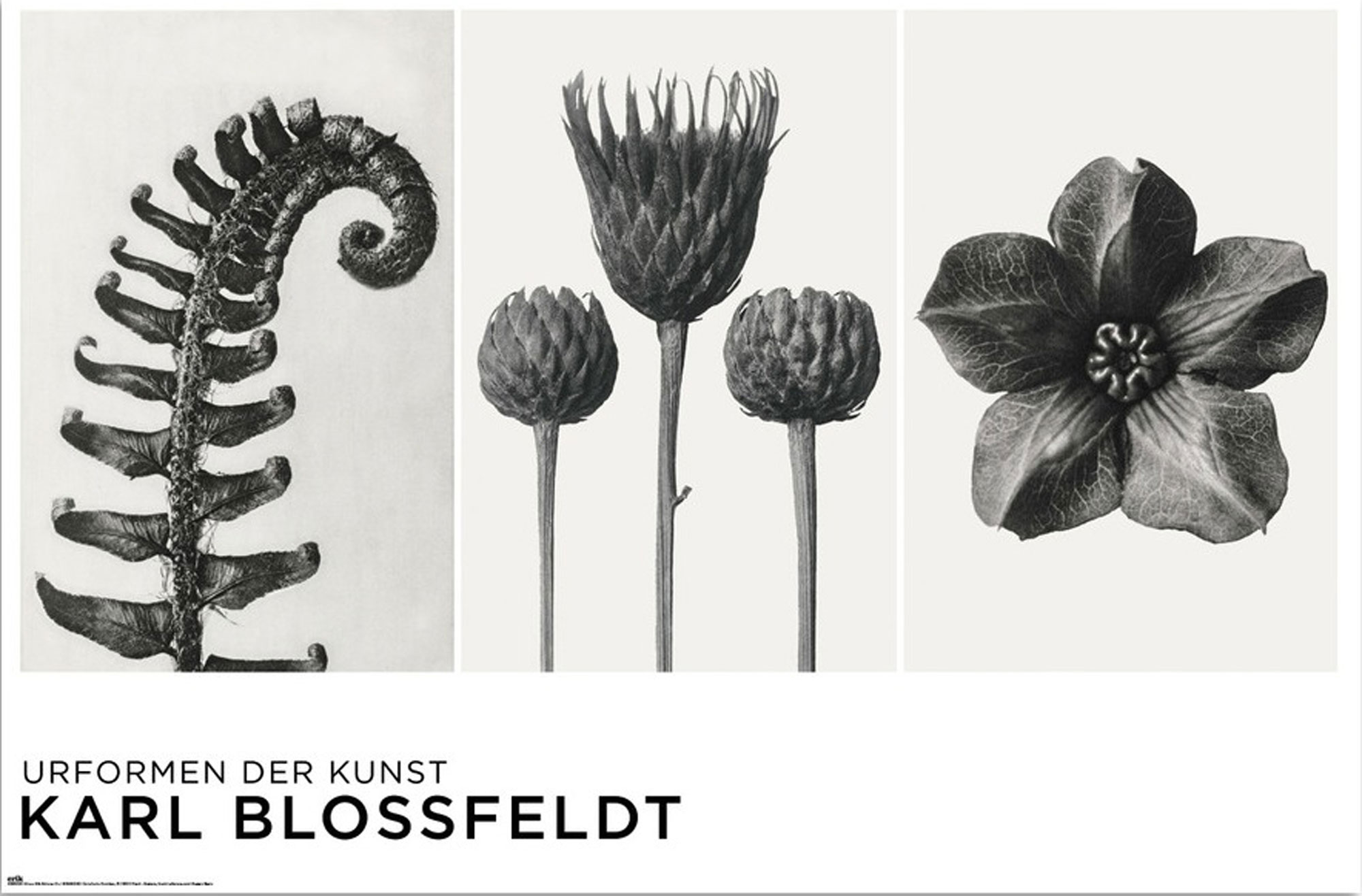 Blossfeldt, Karl - Urformen Kunst der