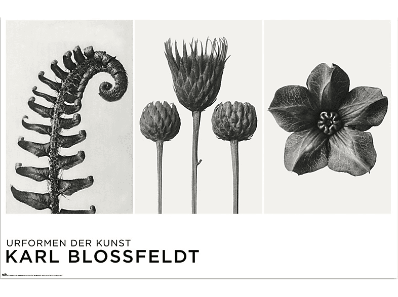 Kunst Urformen - der Blossfeldt, Karl