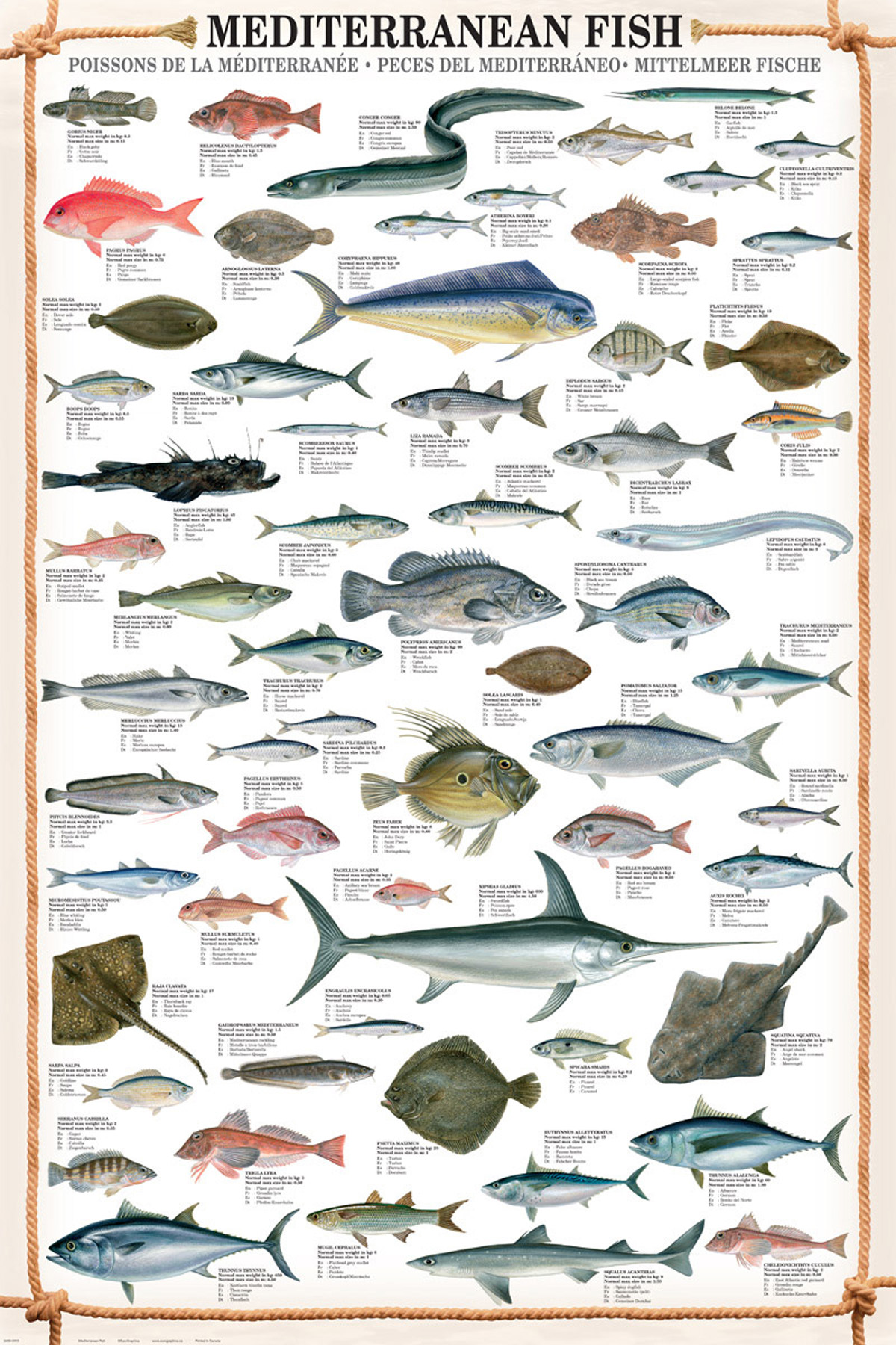 Educational Mediterranean Bildung - - Fish