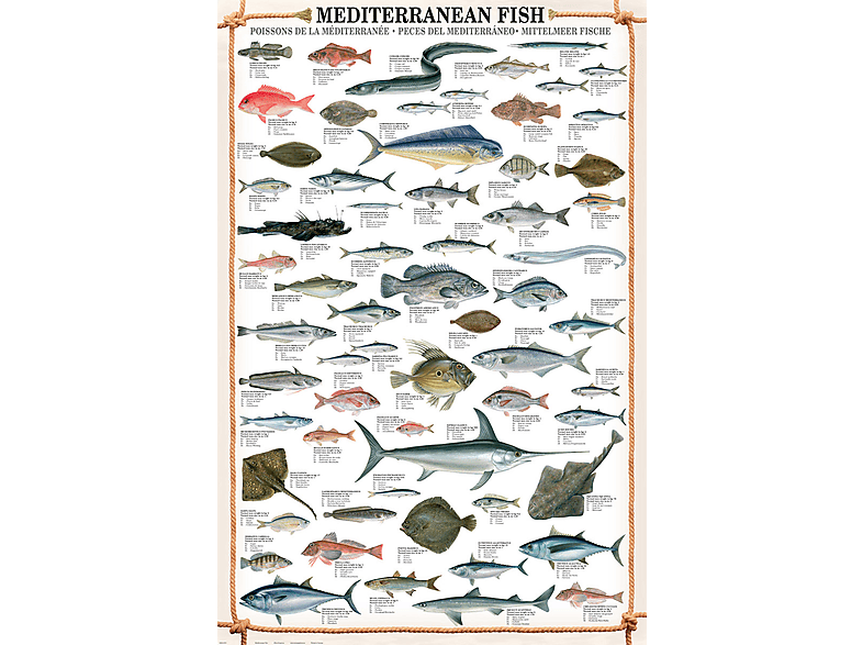 Educational - Bildung - Mediterranean Fish