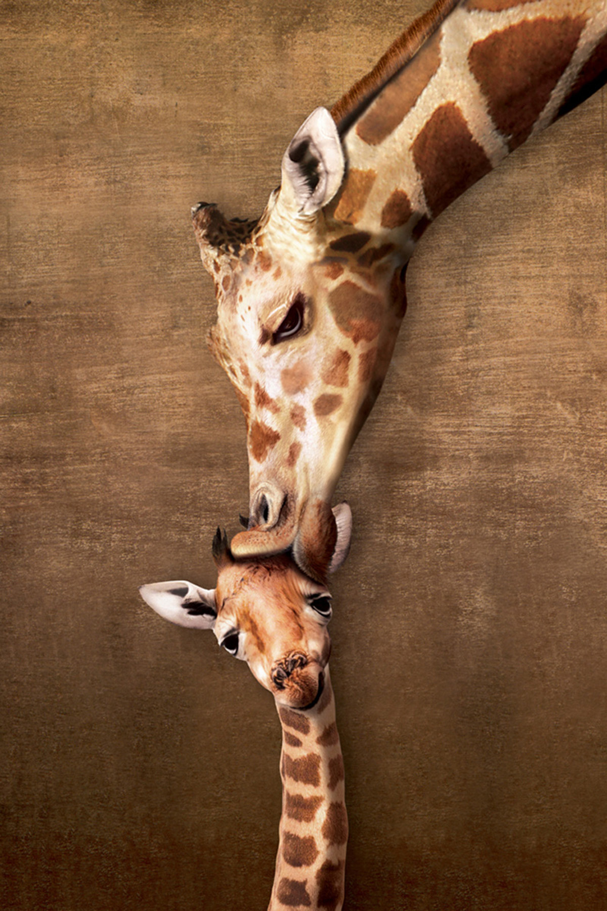Giraffes - Kiss Mother\'s Baby