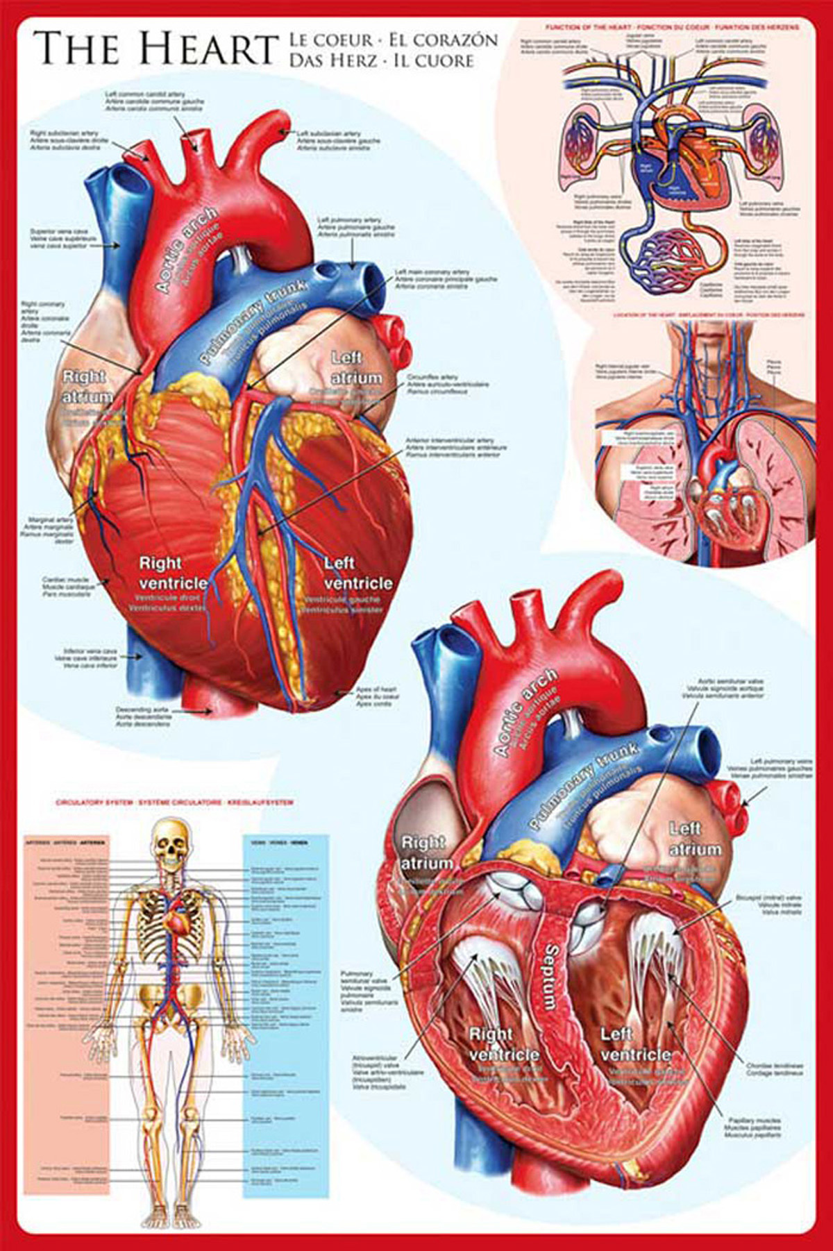 Educational - Bildung - The Heart Das Herz
