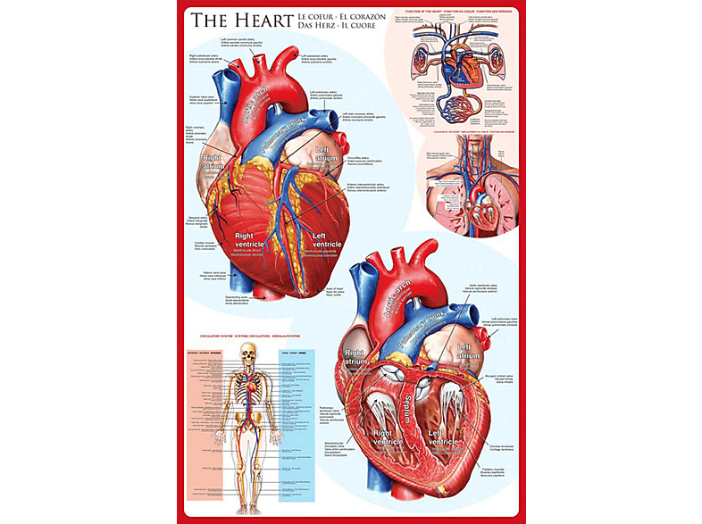 Educational - Bildung - The Heart Das Herz | Merchandise