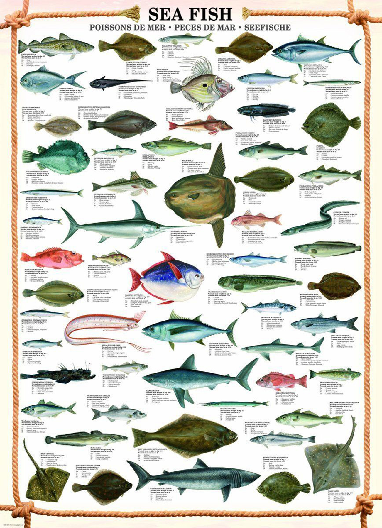 Sea Fish Bildung Educational - -