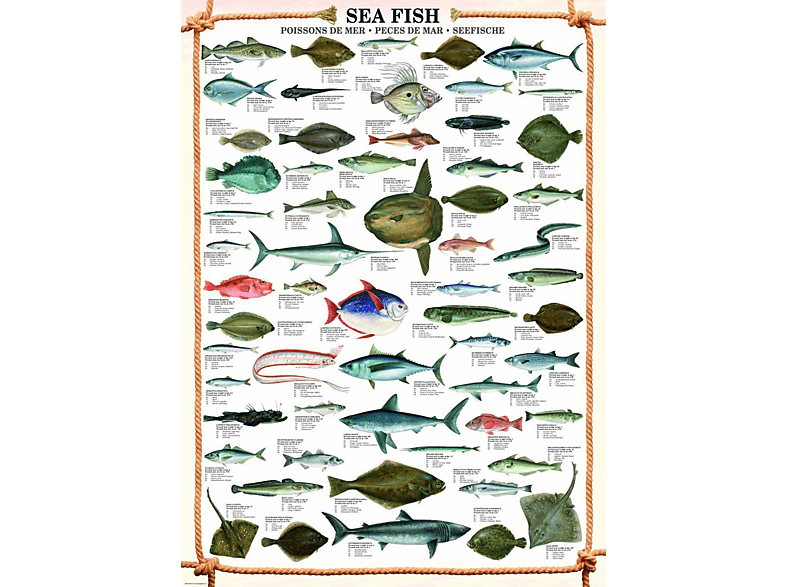 Educational - Bildung - Sea Fish | Merchandise